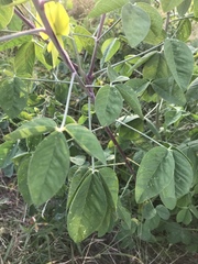 Crotalaria agatiflora
