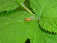 Diptera