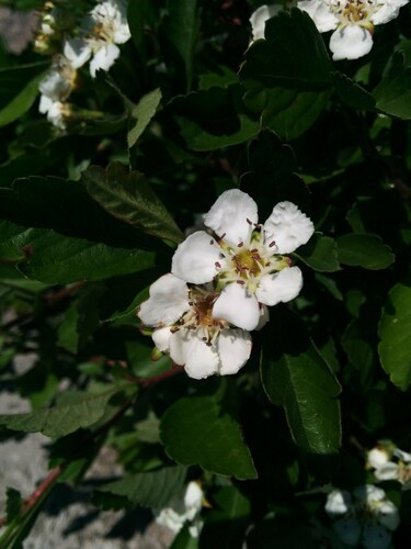 Chinese haw (Crataegus pinnatifida)
