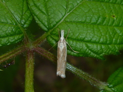 Crambus lathoniellus