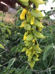 Crotalaria agatiflora