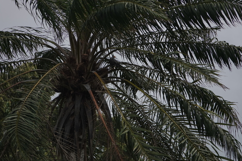 African Harrier-Hawk