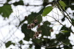 (c) Dinesh Valke, some rights reserved (CC BY-SA) Erinocarpus nimmonii, photograph (c) Dinesh Valke, some rights reserved (CC BY-SA)