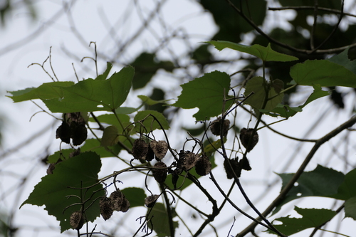 Erinocarpus nimmonii, photograph 3