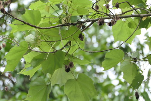 Erinocarpus nimmonii, photograph 4