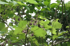 (c) Dinesh Valke, some rights reserved (CC BY-SA) Erinocarpus nimmonii, photograph (c) Dinesh Valke, some rights reserved (CC BY-SA)