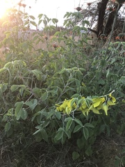Crotalaria agatiflora