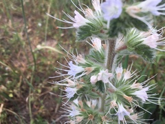 Echium italicum