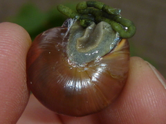 Cepaea nemoralis