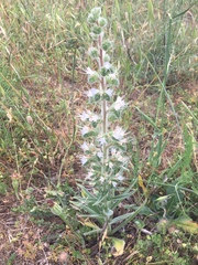 Echium italicum