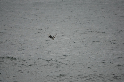 Palm-nut Vulture