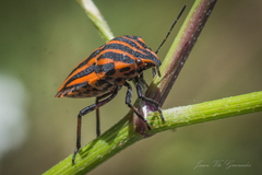 Graphosoma italicum italicum