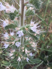 Echium italicum