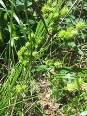 Cyperus echinatus