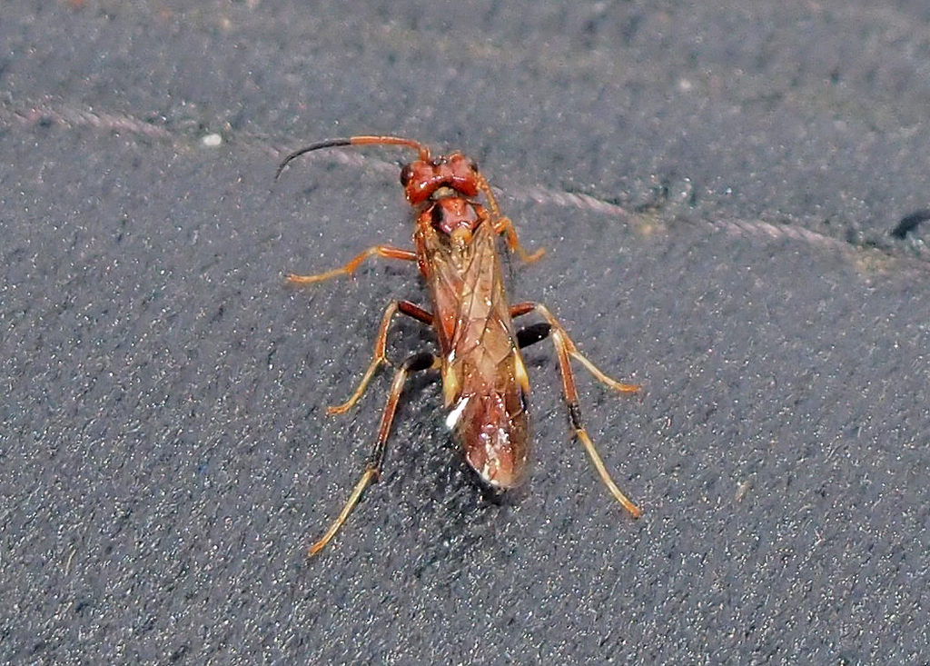 Macremphytus semicornis
