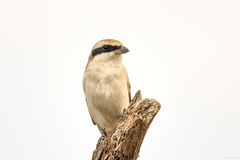 Lanius phoenicuroides