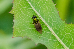 Chloromyia