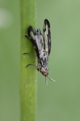 Dorycera grandis