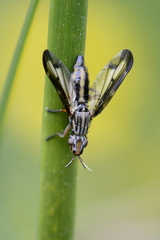 Dorycera grandis