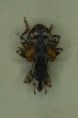 Conotrachelus anaglypticus