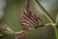 Graphosoma italicum italicum