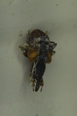 Conotrachelus anaglypticus