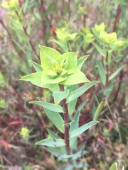 Euphorbia