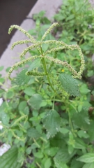 Urtica membranacea