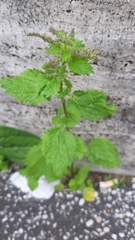 Urtica membranacea