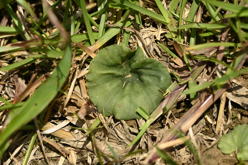Nervilia cumberlegii