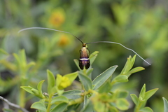 Adela australis