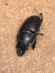 Lucanus placidus