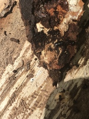 Camponotus pennsylvanicus