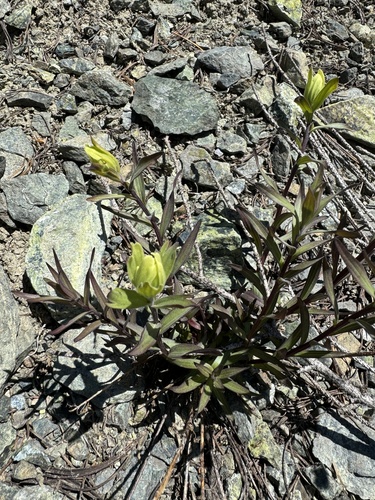 Image of Castilleja elmeri by no rights reserved