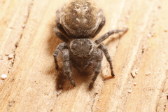 Phidippus tyrrelli