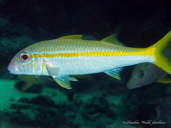 Yellow Goatfish photo 3
