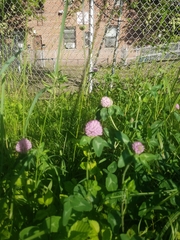 Trifolium pratense