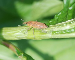 Lixus impressiventris