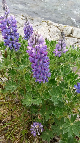 Lupinus nootkatensis var. fruticosus
