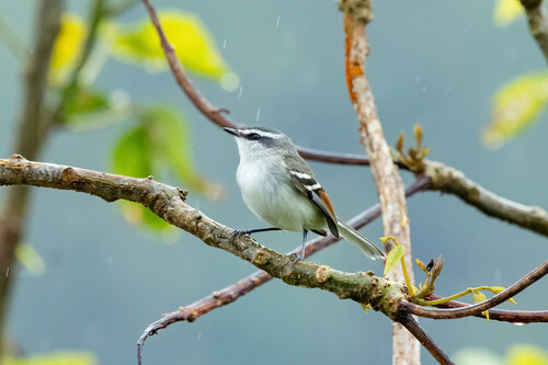 Rufous-winged Tyrannulet