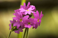 Primula cortusoides