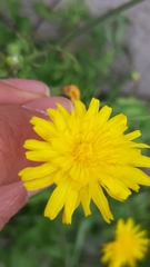Sonchus tenerrimus