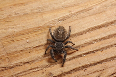 Phidippus tyrrelli