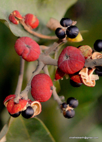 Mallotus philippensis