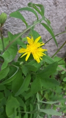 Sonchus tenerrimus