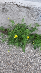 Sonchus tenerrimus