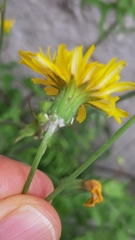 Sonchus tenerrimus
