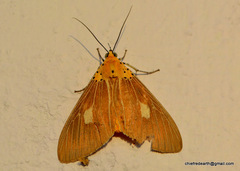 Asota plaginota