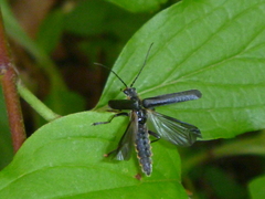 Cantharis obscura