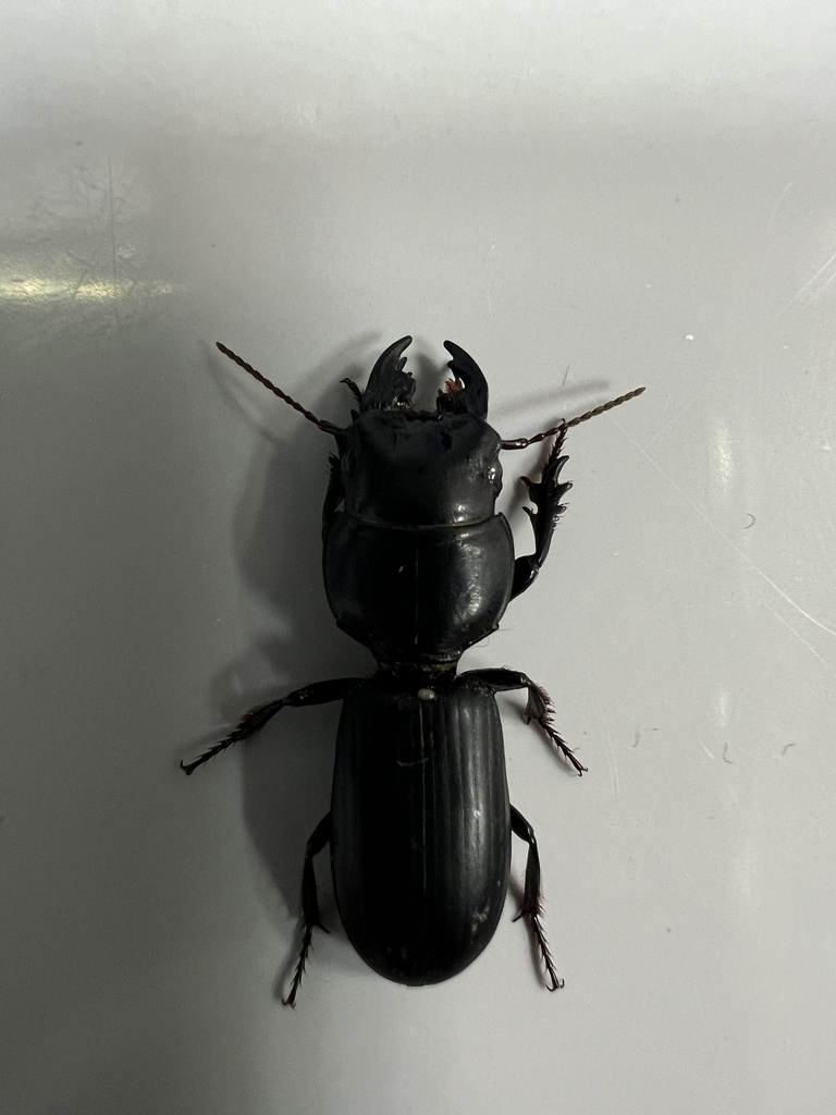 Scarites saxicola